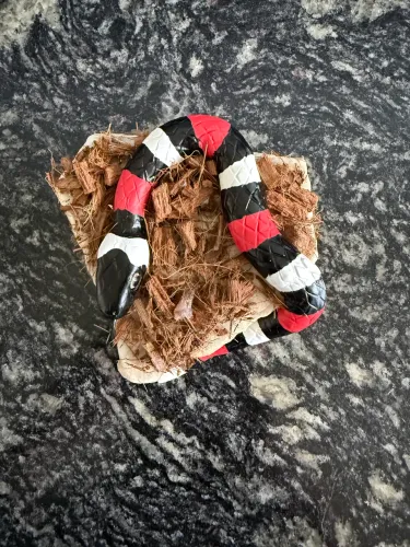Cobra serpente coral decoração