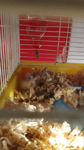 Hamster ?
