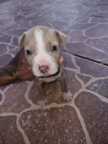 Vendo filhote de Pit Bull fêmea