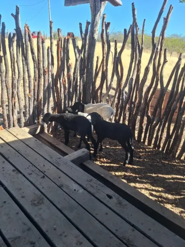 Animais
