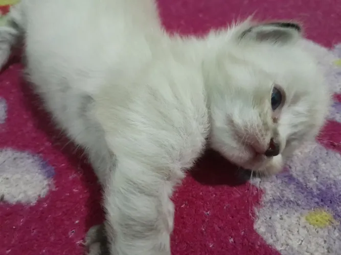 oii, estou doando gatinhos pequenos, tem dois brancos e um cianes 
