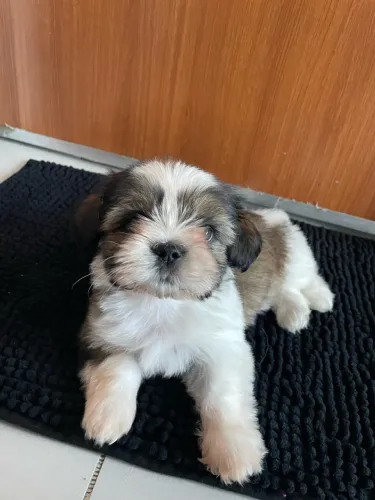 Shih tzu macho