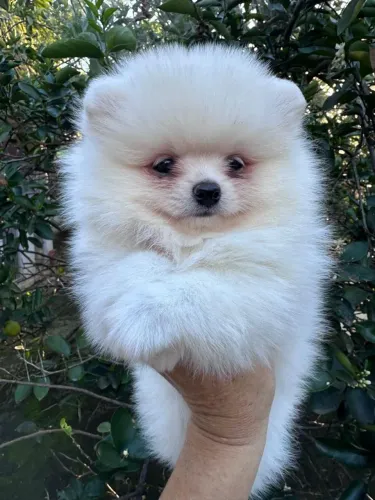 Lulu da Pomerânia