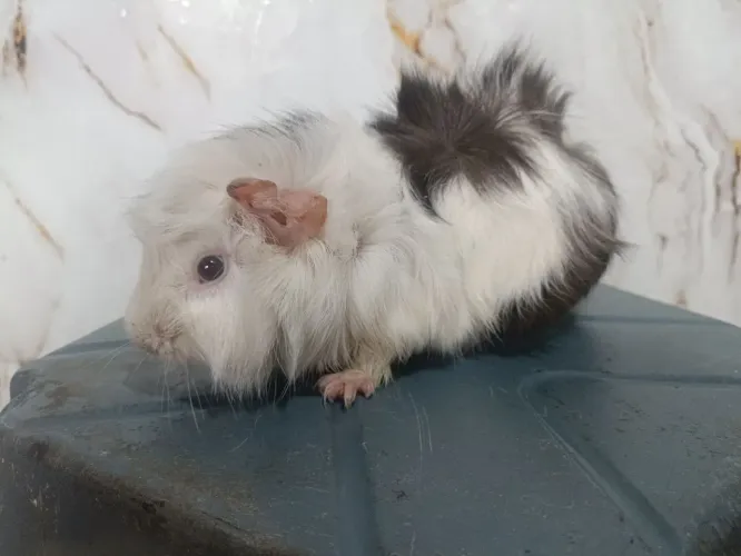 Porquinho da índia