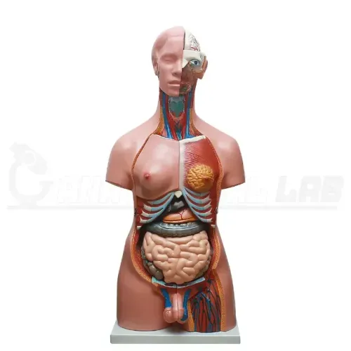Modelo Anatômico Torso Humano Bissexual 85cm Anatomic (Desmontável)