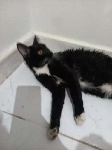 Adota Vai