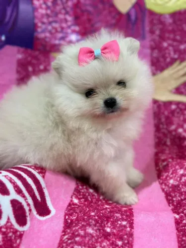 Lulu da Pomerânia. Famoso Spitz Alemão. 