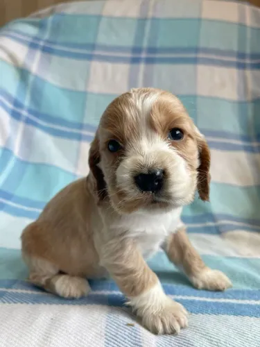 Cocker spaniel amoroso,companheiro e lindo