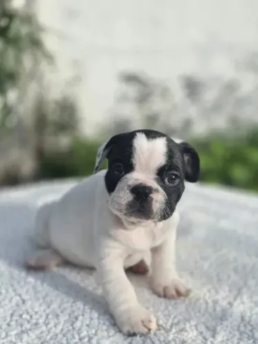Bulldog Francês é um excelente cão de companhia, ideal para quem busca um amigo leal e car