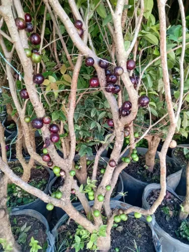 JABUTICABEIRAS PRODUZINDO / 1 METRO E 60 DE ALTURA