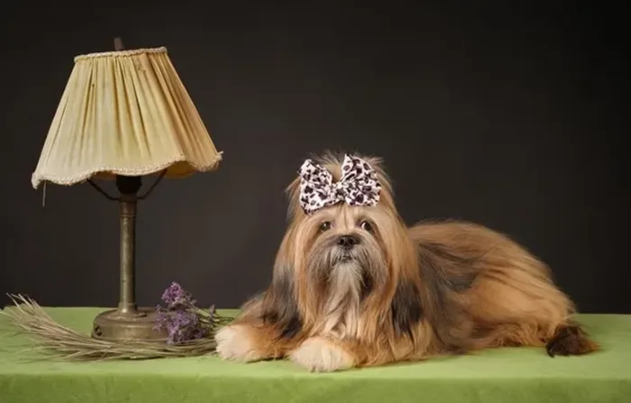 Lhasa Apso Mini Preto Macho - Companheiro Ideal Para Todos os Momentos! 