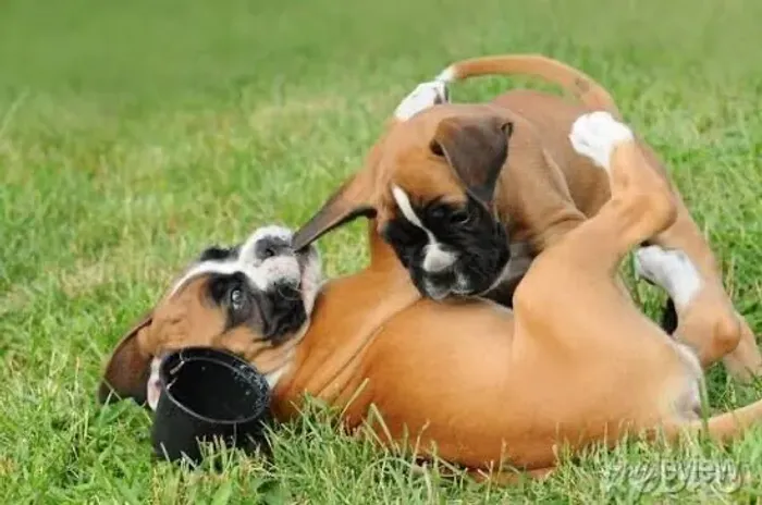 Boxer para trazer muitas coisas boas