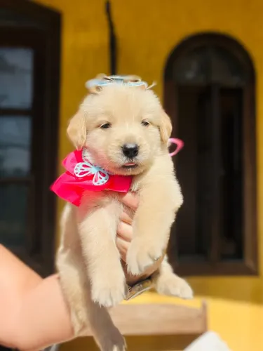 Golden Retriever FÊMEA a pronta entrega