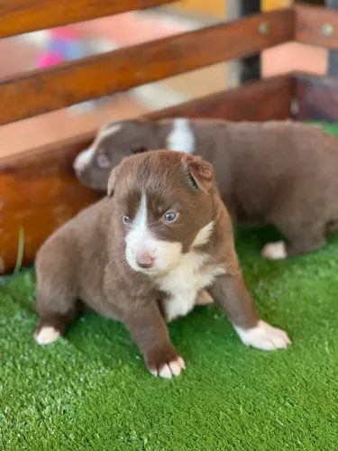 Filhote de Border Collie - Pelúcia Marrom