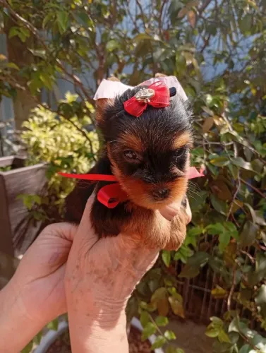 Uma Ninhada de Amorzinho: Yorkshires Disponíveis!