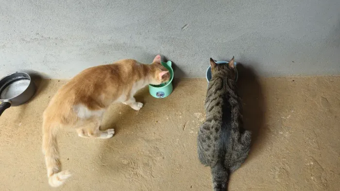 DOAÇÃO DE GATOS CASTRADOS