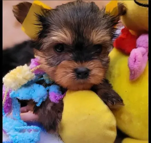 Filhote Yorkshire Terrier, Patinhas pequenas, amor infinito!