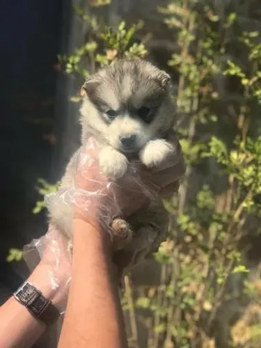Fêmea de Husky Siberiano com 49 dias vacinada com pedigree e garantias em contrato