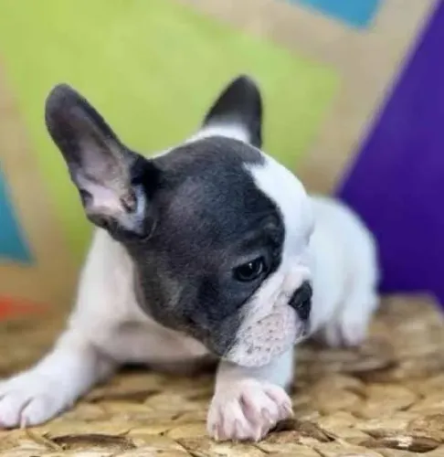 Bulldog Francês Filhotes Padrão Diferenciados.