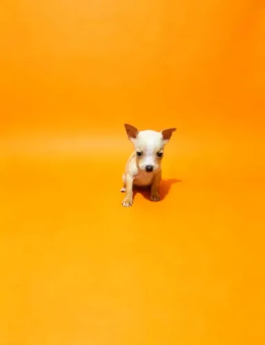 Pinscher fofinho