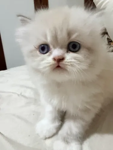Gato persa filhote macho  Pronta entrega  