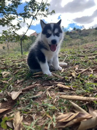 FILHOTES HUSKY SIBERIANO