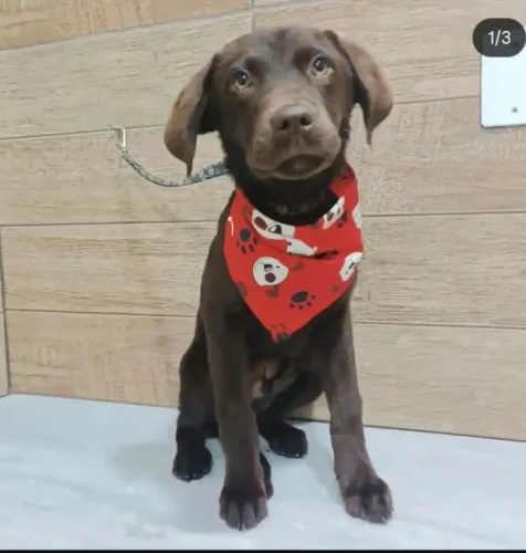 Labrador