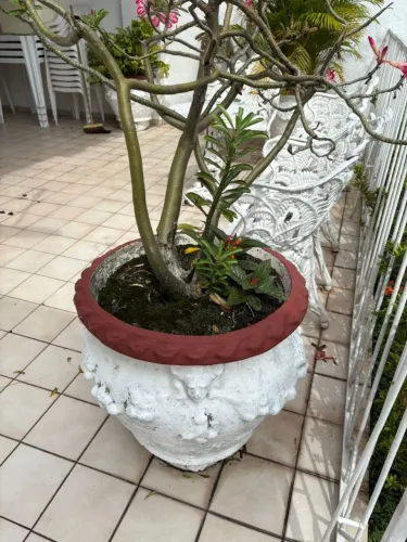Vaso com planta grande