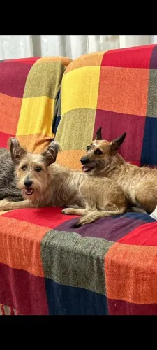 adoção