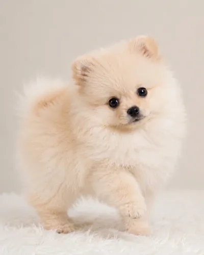 Spitz Alemão