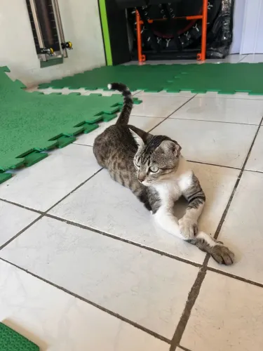 Gatinha castrada para adoção responsável