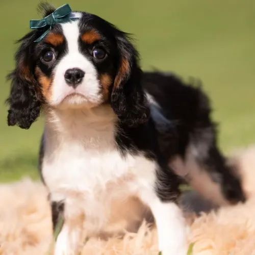 Filhote Cavalier King Charles Spaniel- Seu novo companheiro 