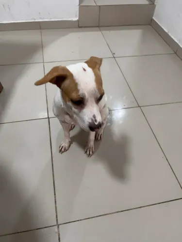 Cachorrinha para doação