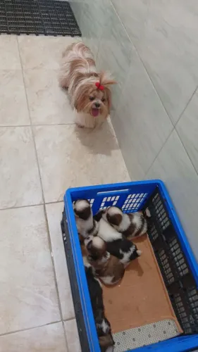 Filhotes de Shihtzu 