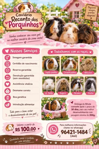 Porquinho da índia