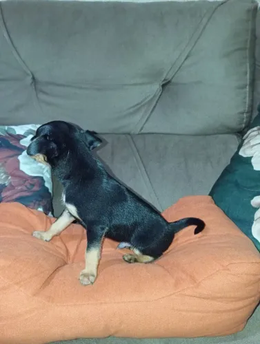 Pinscher