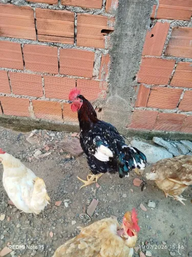 Frango GSB 400 reais