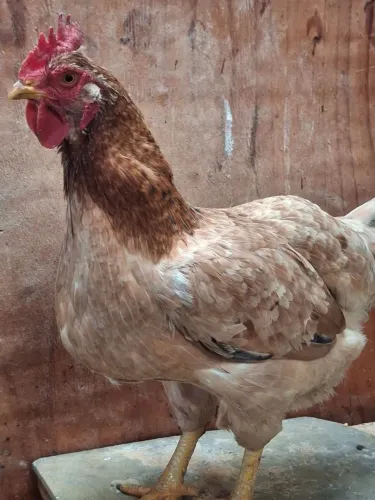 Galinha caipira