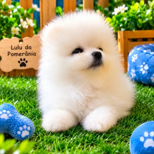 Lulu da Pomerânia Spitz Alemão /filhos pais ANÕES