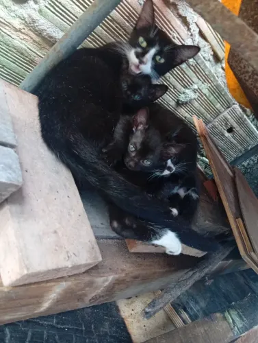 Gatos