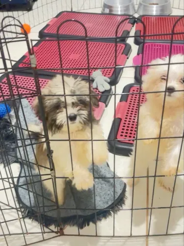 Lindos e pequeninos  Bebês da Esmeralda
