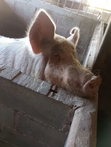 Vendo uma Porca e um cachaço 