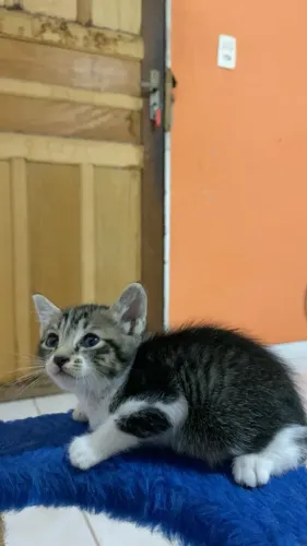 Doação de gatos 