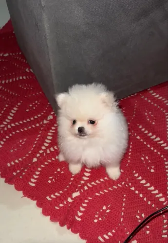Lulu