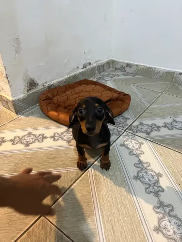 Vendo Filhote de Salsicha (dachshund)