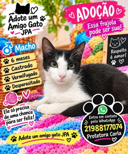 Doação de gatos