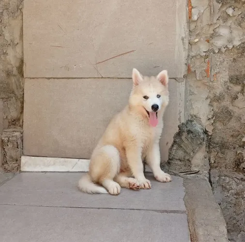 Husk siberiano fêmea top dos tops