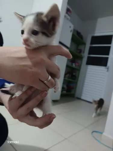 Doação de filhotes de gato