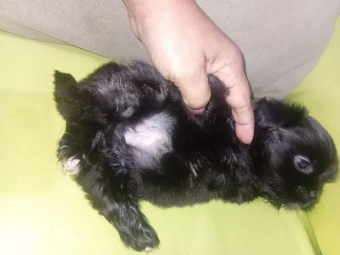 Filhote de shih ztu fermea Black mini