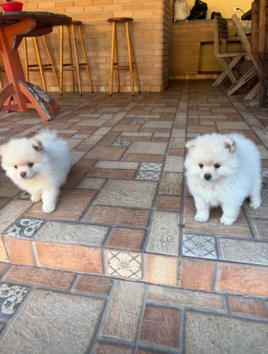 Lulu da Pomerania-Spitz Alemão